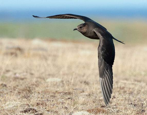 Arctic Skua Stercorarius parasiticus