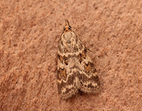 63.066 BF1333 Scoparia pyralella