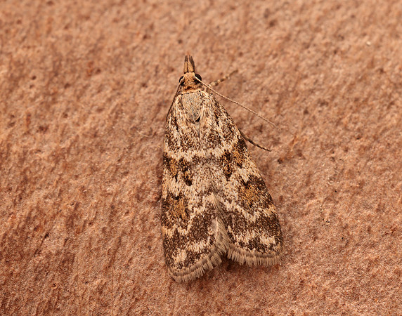63.066 BF1333 Scoparia pyralella