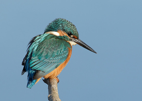 Kingfisher Alcedo atthis
