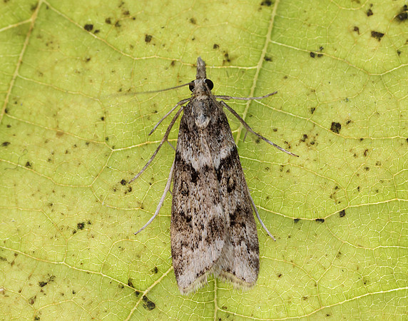 63.069 BF1342 Eudonia angustea