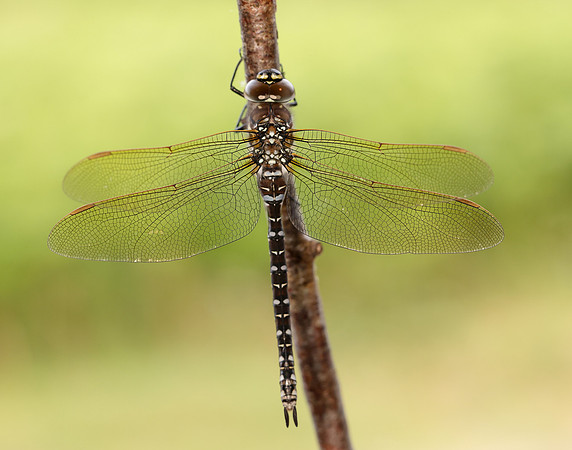 Common Hawker Aeshna juncea