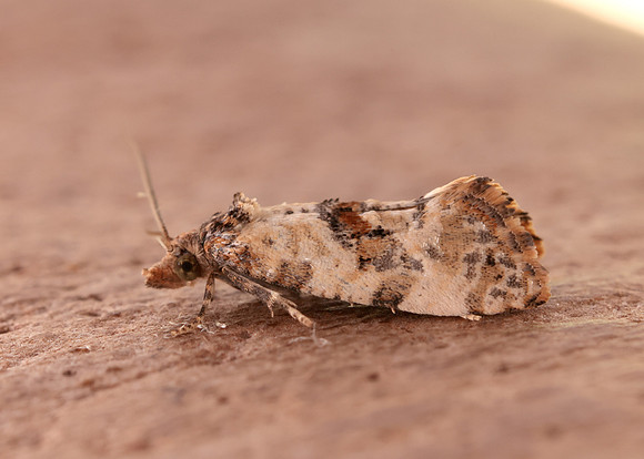49.138 BF964a Neocochylis molliculana