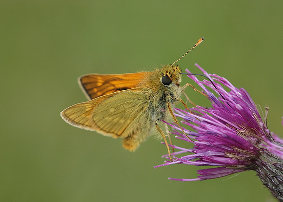 Large Skipper Ochlodes venata