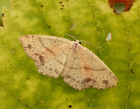 70.036 BF1680 Maiden's Blush Cyclophora punctaria