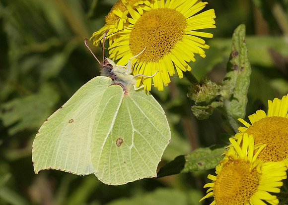 Brimstone Gonepteryx rhamni