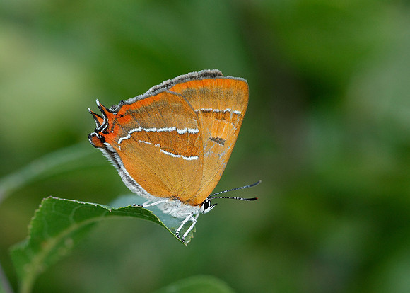 Brown Hairstreak Thecla betulae