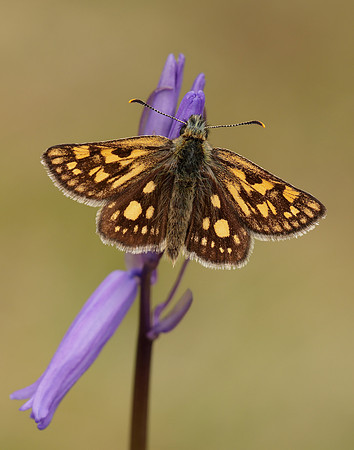 Chequered Skipper Carterocephalus palaemon