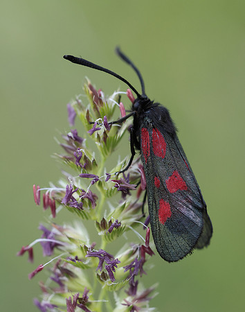 54.007 BF168 New Forest Burnet Zygaena viciae