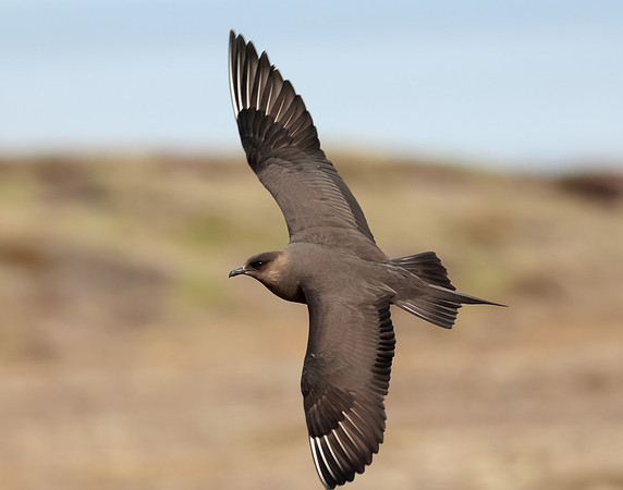 Arctic Skua Stercorarius parasiticus