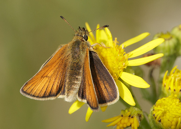 Essex Skipper Thymelicus lineola
