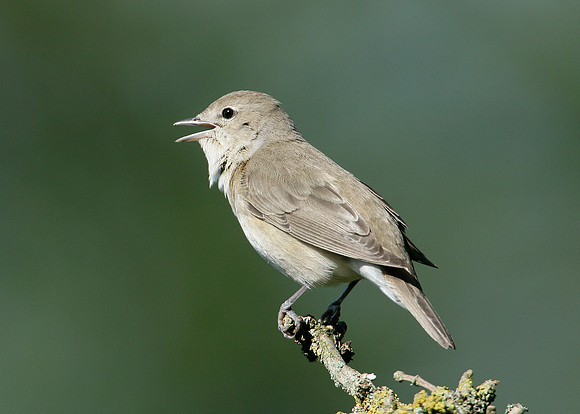 Garden Warbler Sylvia borin