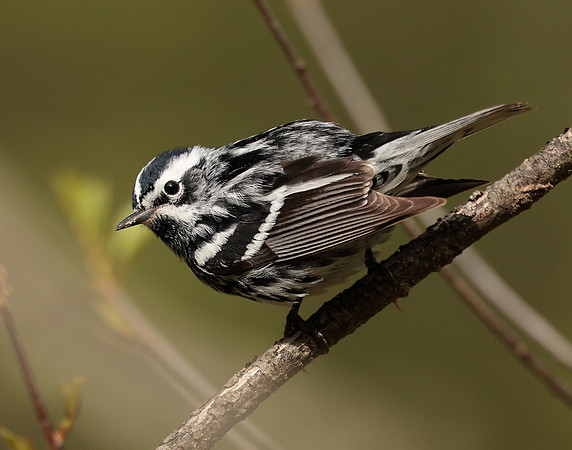 Black & White Warbler Mniotilta varia