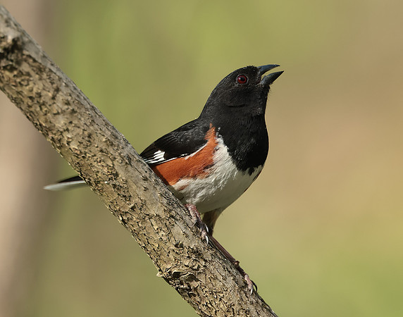 Eastern Towhee Pipilo erythrophthalmus