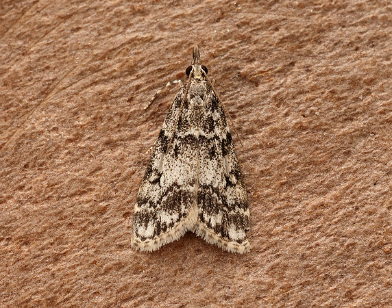 63.067 BF1338 Eudonia lacustrata