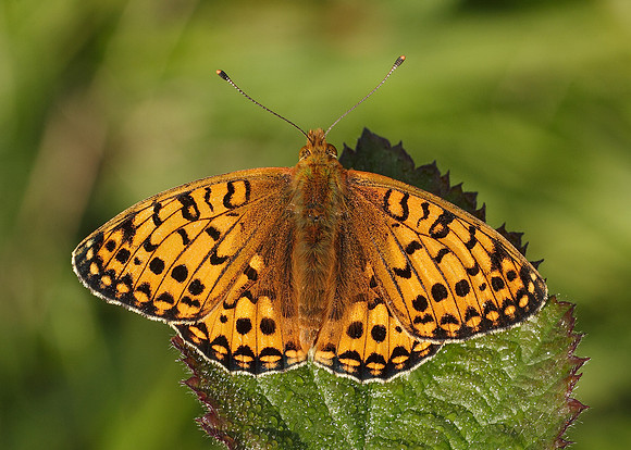 Dark Green fritillary Argynnis aglaja