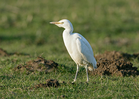 Cattle Egret Bubulcus ibis