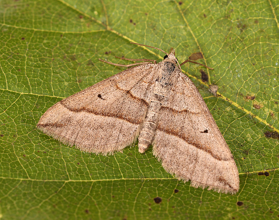 0.040 BF1733 Lead Belle Scotopteryx mucronata