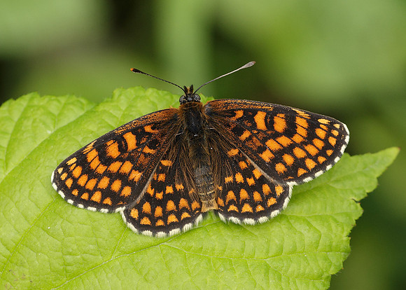 Heath Fritillary Melitaea athalia