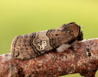 65.010 BF1654 Figure of Eighty Tethea ocularis