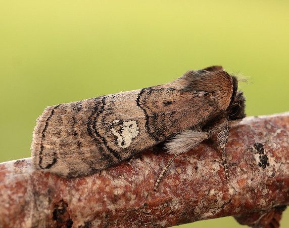 65.010 BF1654 Figure of Eighty Tethea ocularis