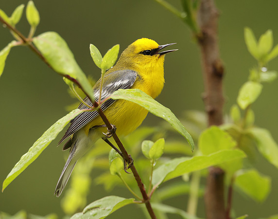 Blue-winged Warbler Vermivora cyanoptera