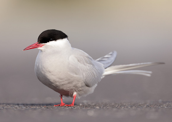 Arctic Tern Sterna paradisaea