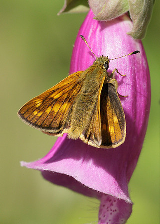 Large Skipper Ochlodes venata