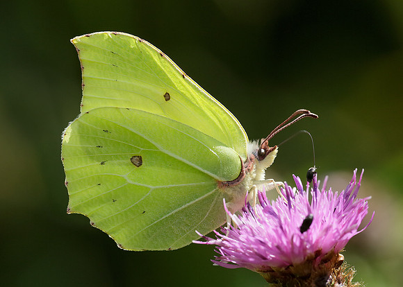 Brimstone Gonepteryx rhamni