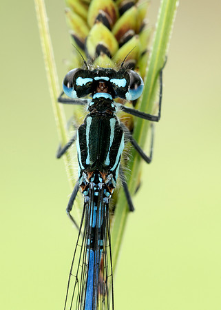 Variable Damselfly Coenagrion pulchellum
