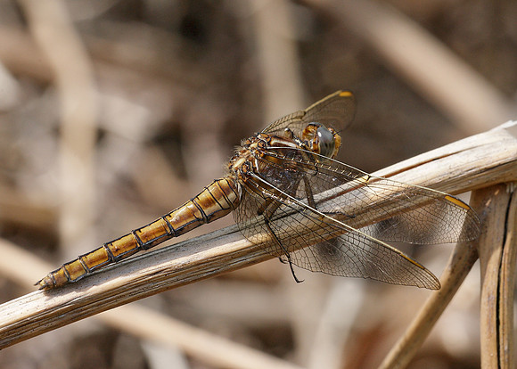 Keeled Skimmer Orthetrum coerulescens