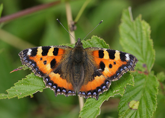 Small Tortoiseshell Aglais urticae