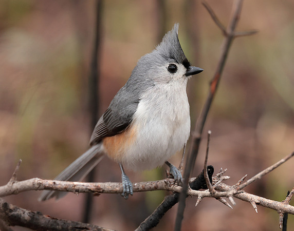 Tufted Titmouse Baeolophus bicolor
