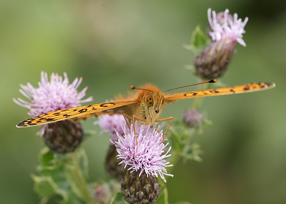 Dark Green fritillary Argynnis aglaja