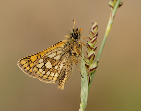 Chequered Skipper Carterocephalus palaemon