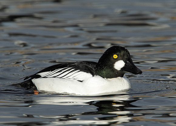 Goldeneye Bucephala clangula