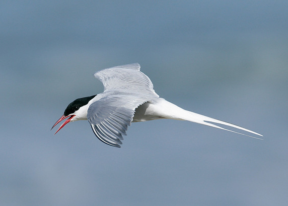 Arctic Tern Sterna paradisaea