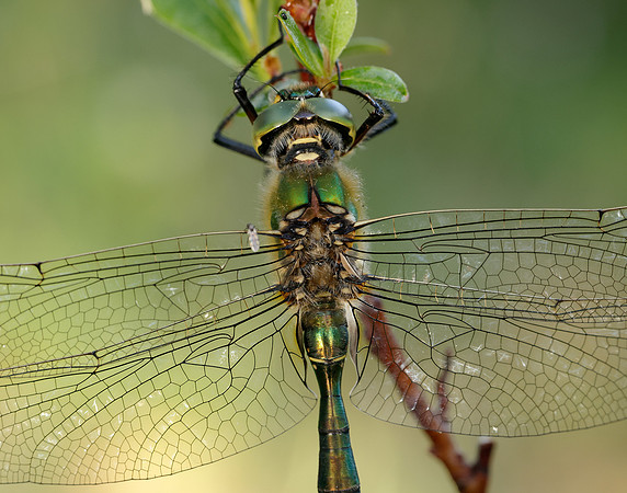 Brilliant Emerald Somatochlora metallica
