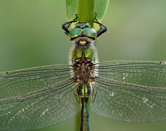Brilliant Emerald Somatochlora metallica