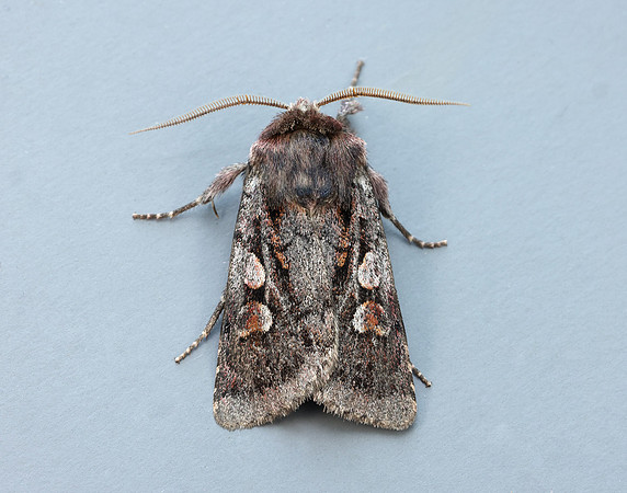 73.363 BF2125 Northern Dart Xestia alpicola