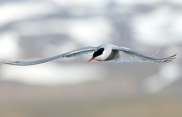 Arctic Tern Sterna paradisaea