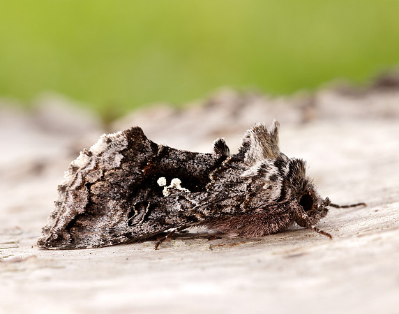 73.021 BF2447 Scarce Silver Y Syngrapha interrogationis