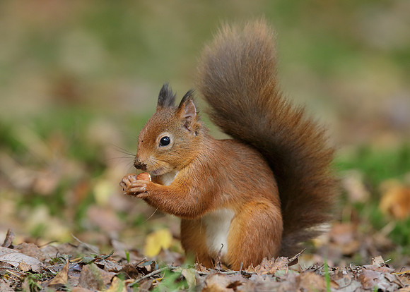 Red Squirrel Sciurus vulgaris