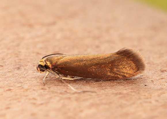 13.002 BF447 Roeslerstammia erxlebella