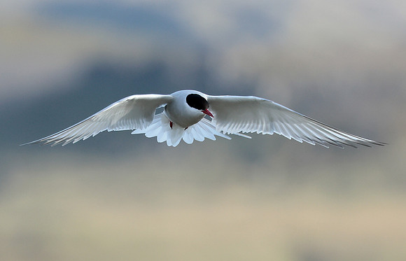 Arctic Tern Sterna paradisaea
