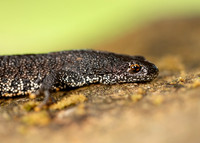 Great Crested Newt Triturus cristatus;