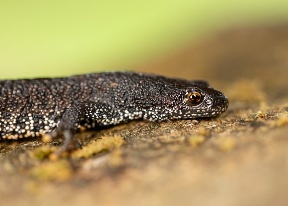 Great Crested Newt Triturus cristatus;