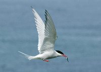 Arctic Tern Sterna paradisaea
