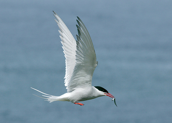 Arctic Tern Sterna paradisaea