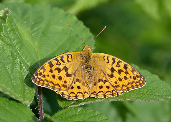 High Brown Fritillary Argynnis adippe
